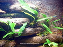 Anubias minima